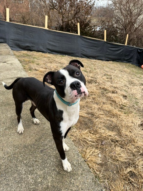 View Banana the Dog Photo #9