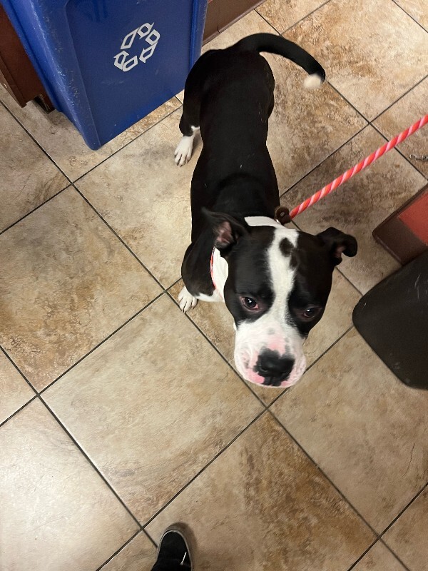 View Banana the Dog Photo #2