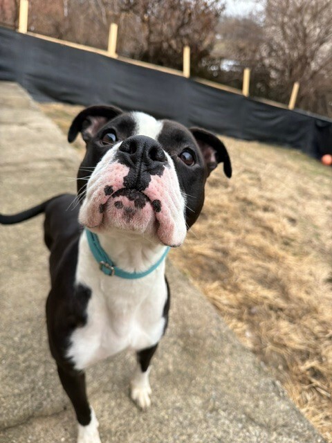 View Banana the Dog Photo #7