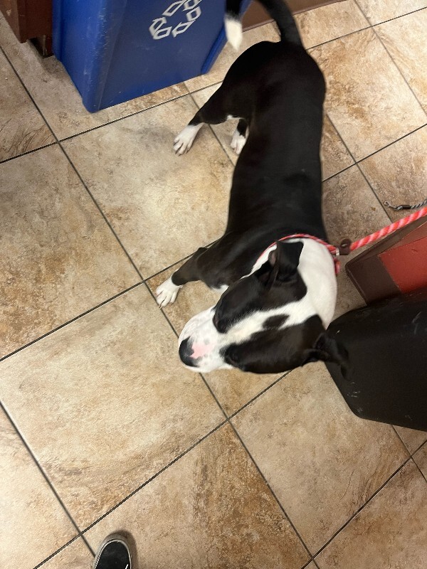 View Banana the Dog Photo #3