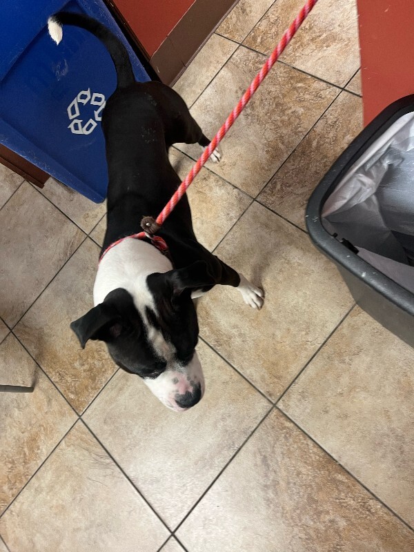 View Banana the Dog Photo #5