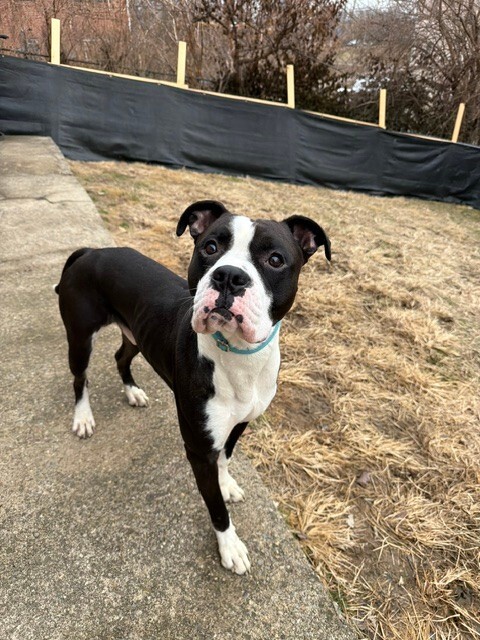 View Banana the Dog Photo #8