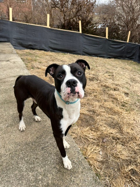 View Banana the Dog Photo #4