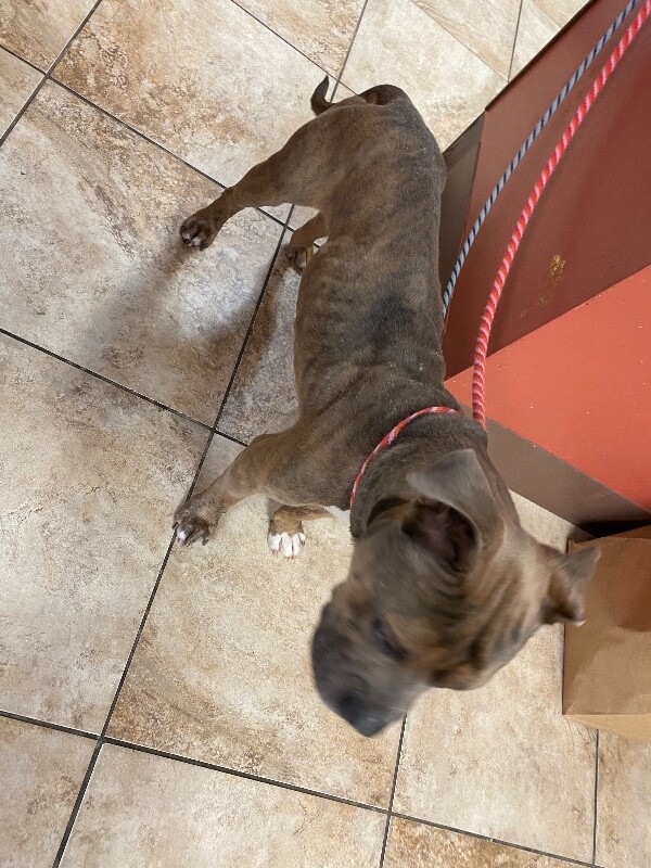 View Harvard the Dog Photo #4