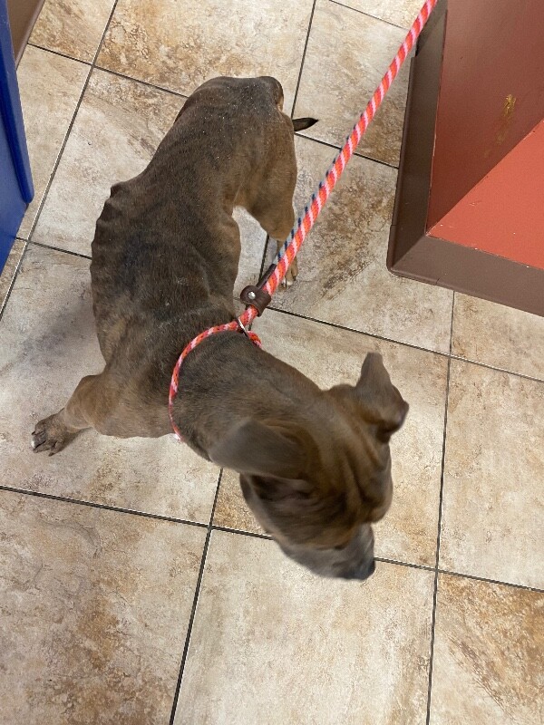 View Harvard the Dog Photo #2