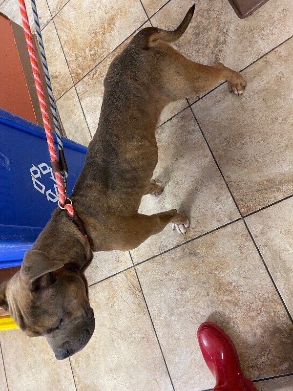 View Harvard the Dog Photo #3