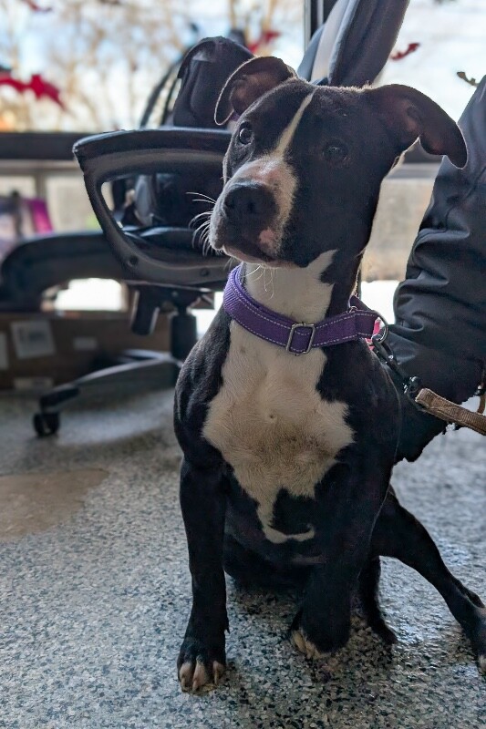 View Mamas the Dog Photo #6