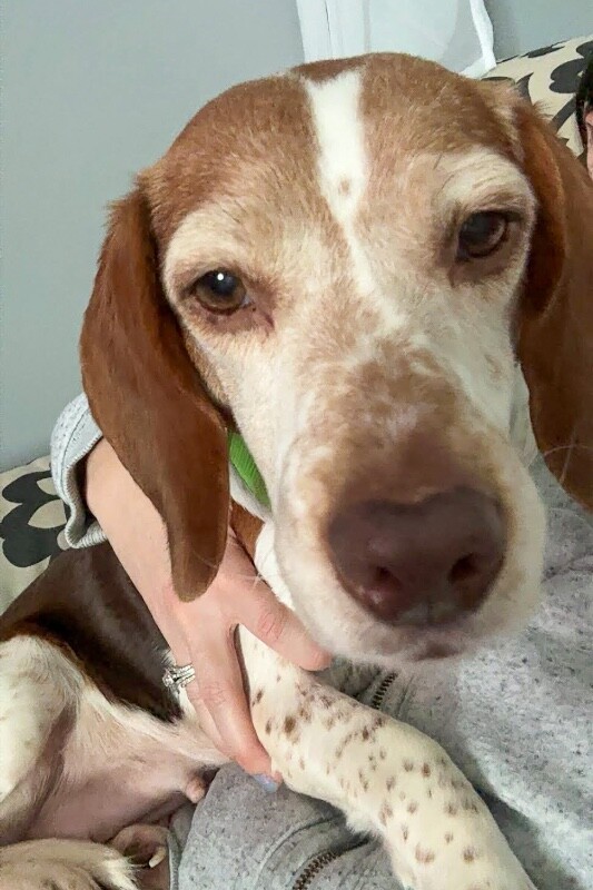 View Lilianna the Dog Photo #3