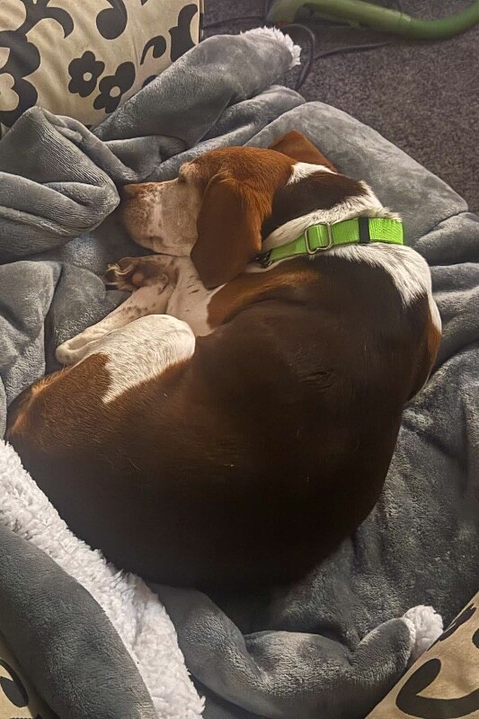 View Lilianna the Dog Photo #5