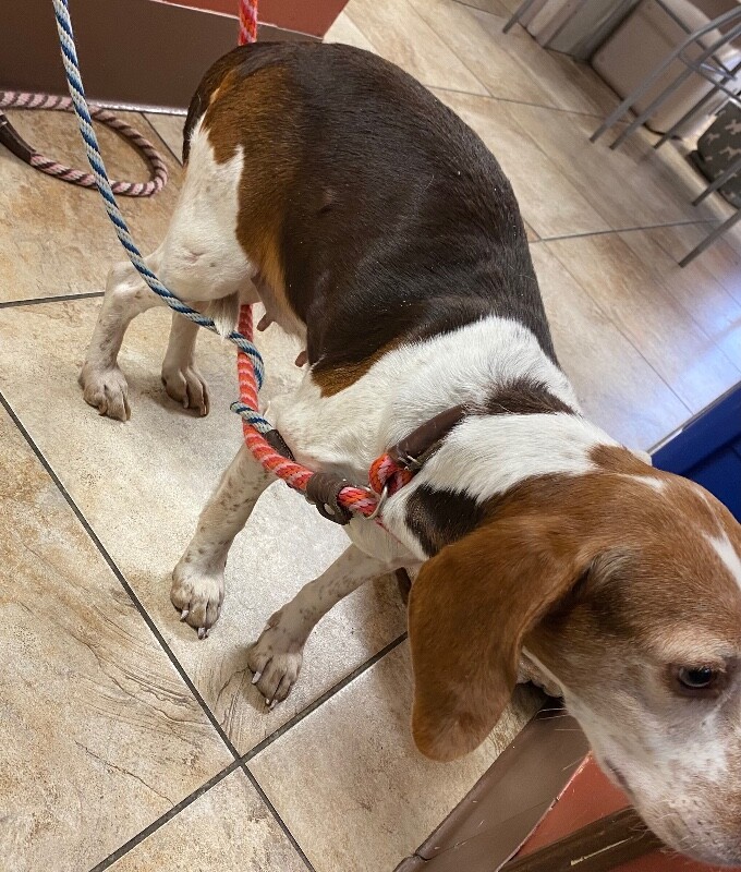 View Lilianna the Dog Photo #9