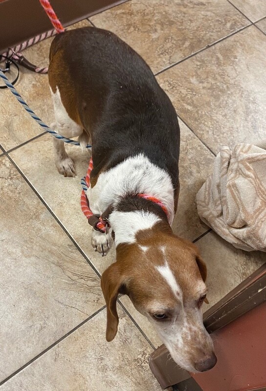 View Lilianna the Dog Photo #7