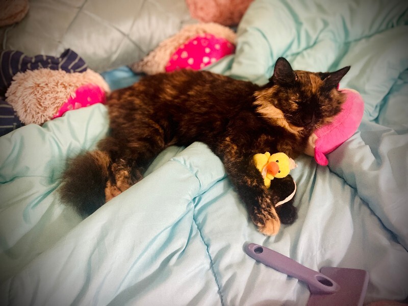 View Phoenix the Cat Photo #3