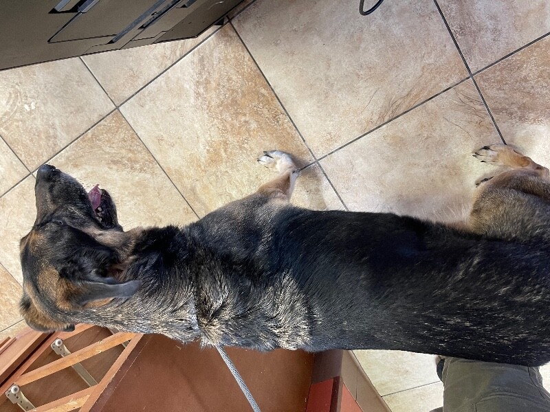 View Kya the Dog Photo #5