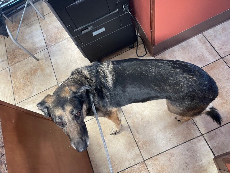 View Kya the Dog Photo #4