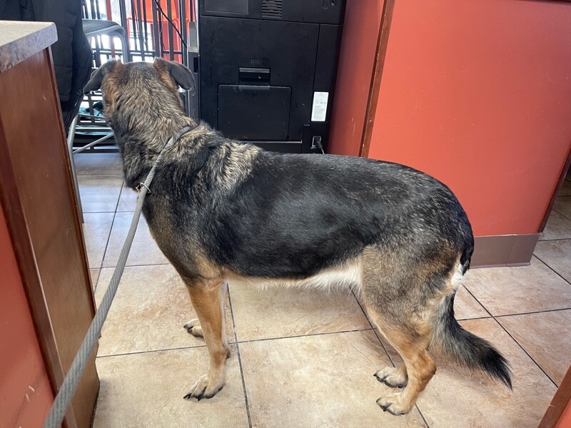 View Kya the Dog Photo #3