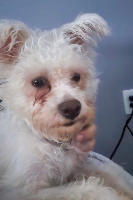 View Hazel Coffee the Dog Photo #3