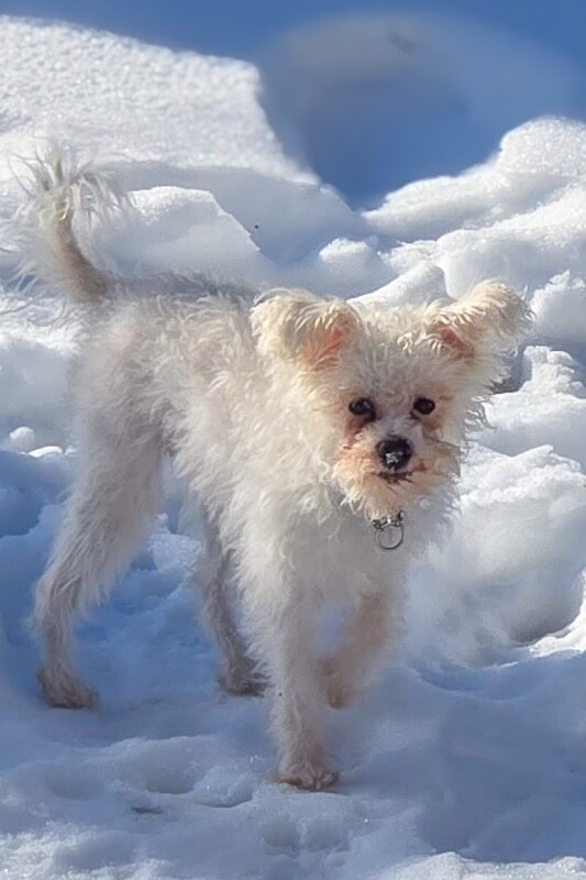 View Hazel Coffee the Dog Photo #2