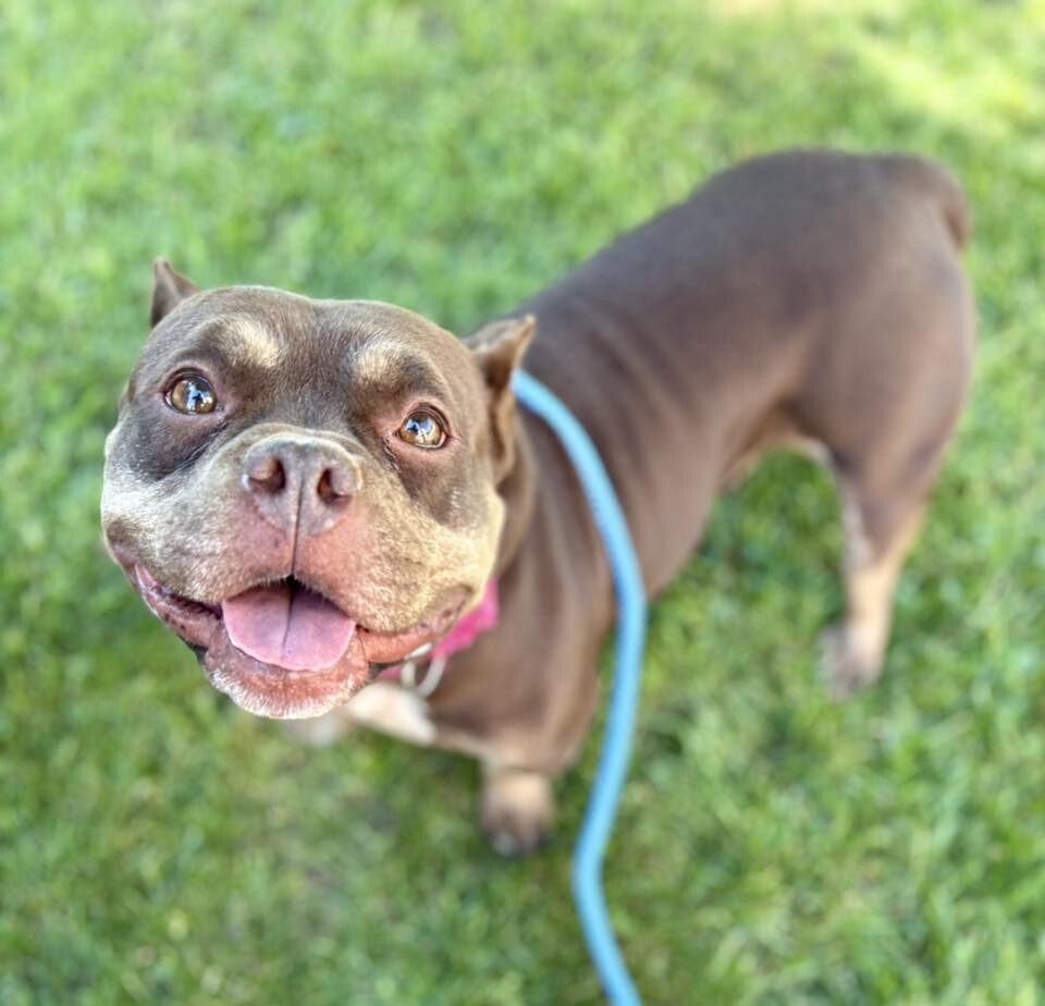 Roxyce - Dog