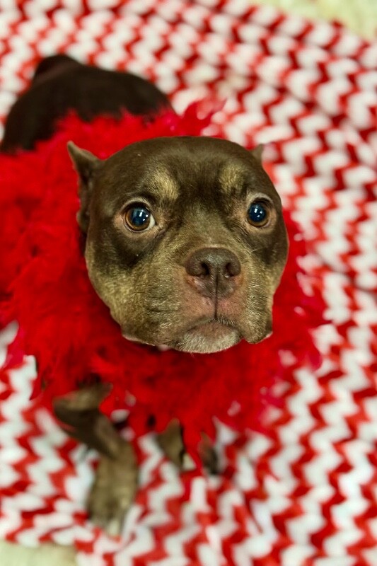 View Roxyce the Dog Photo #6