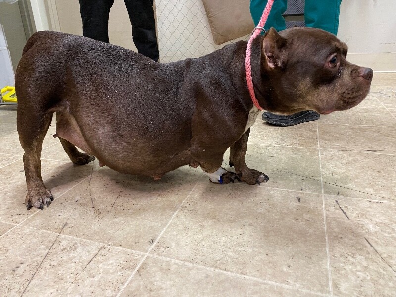 View Roxyce the Dog Photo #2