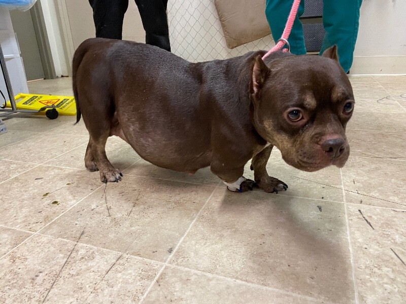 View Roxyce the Dog Photo #3