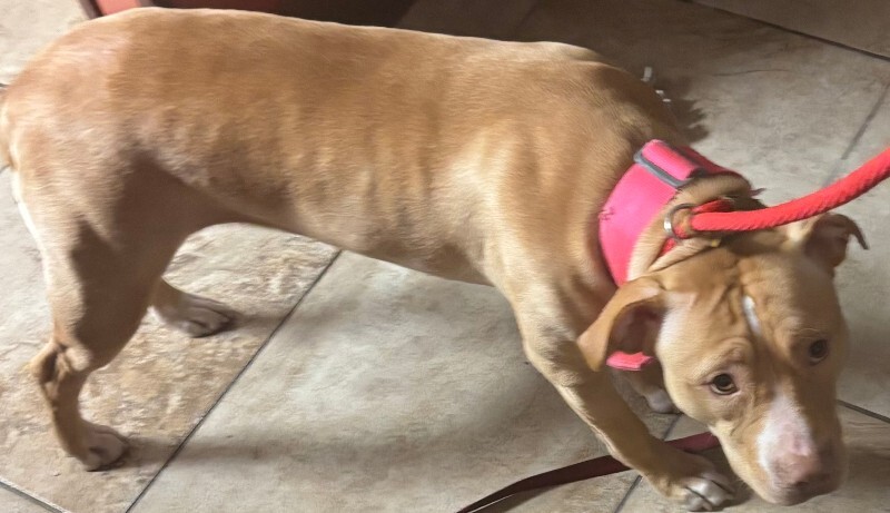 View Supa Girl the Dog Photo #3