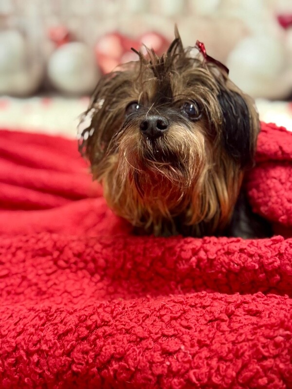 View Tina the Dog Photo #3