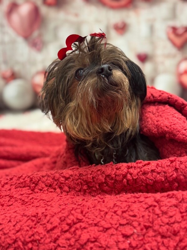 View Tina the Dog Photo #2