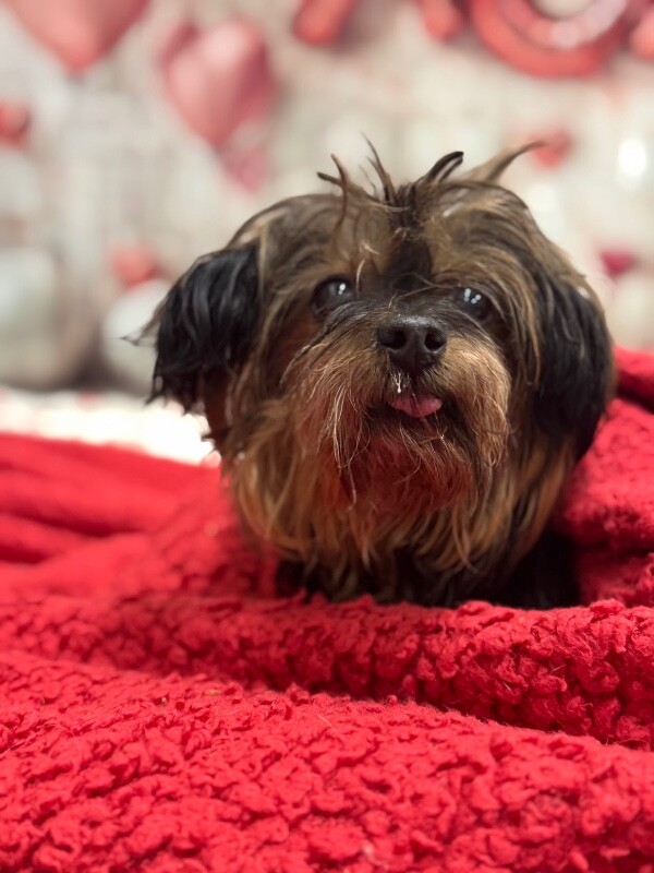 View Tina the Dog Photo #4