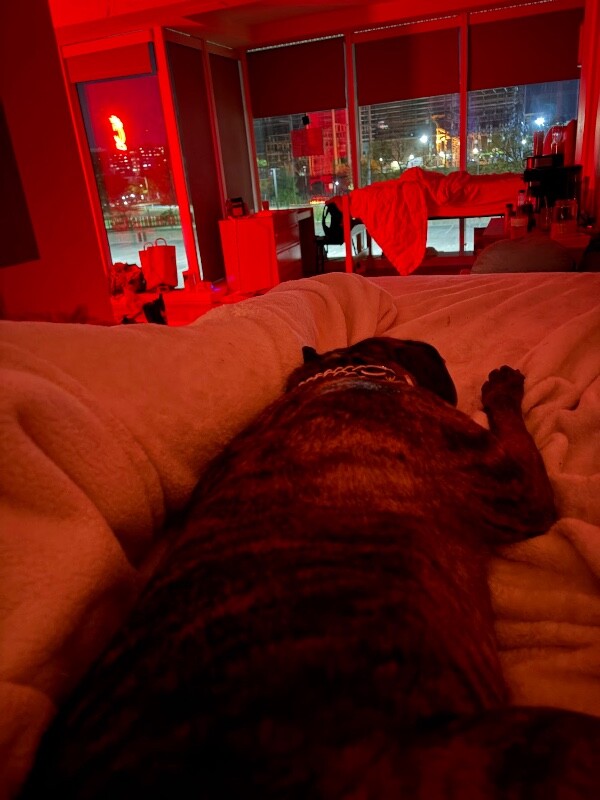 View Catdog the Dog Photo #18