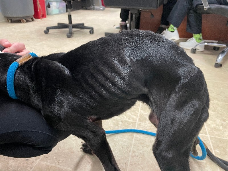 View BB Quesarito the Dog Photo #3