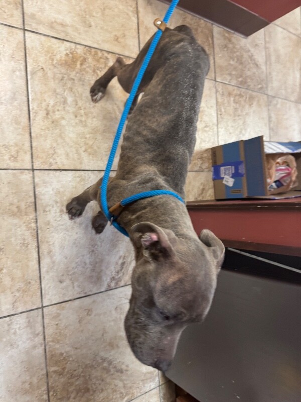 View Mouser the Dog Photo #2