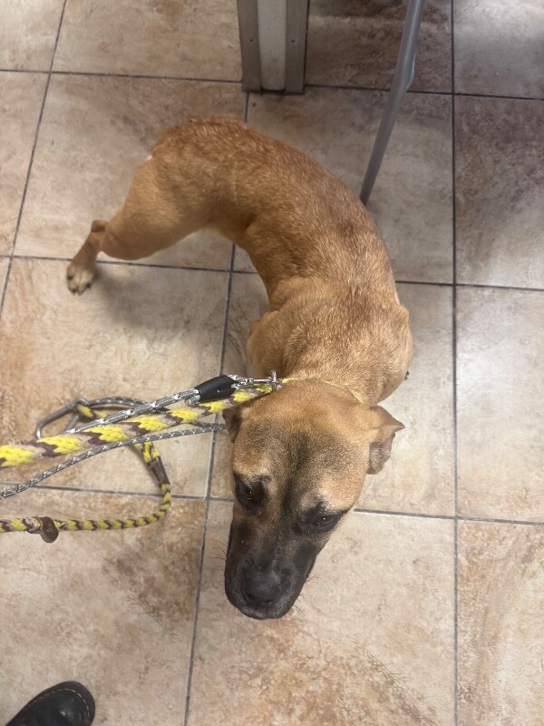 View Cobra the Dog Photo #2