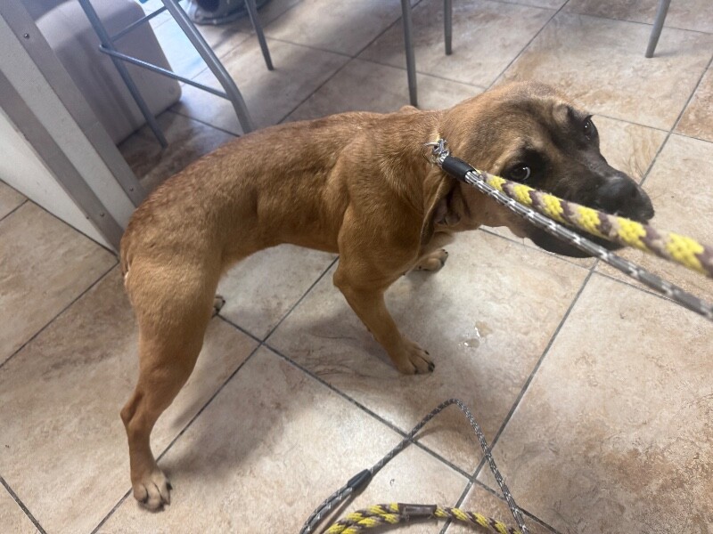 View Cobra the Dog Photo #4