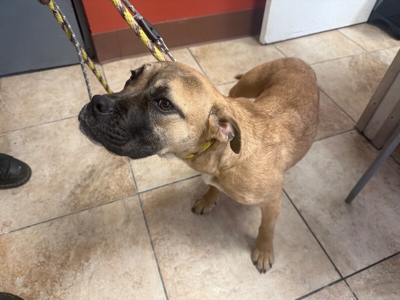 View Cobra the Dog Photo #3