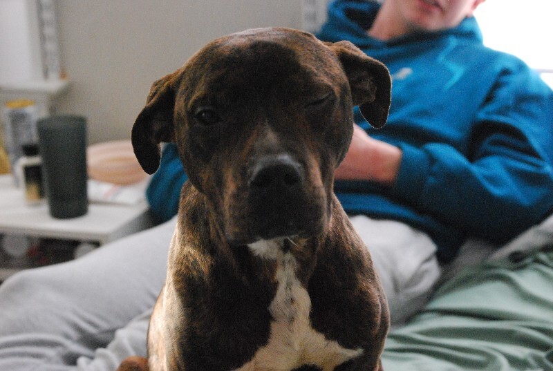 View Python the Dog Photo #2