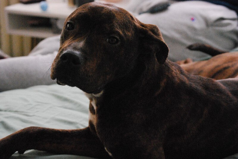 View Python the Dog Photo #7