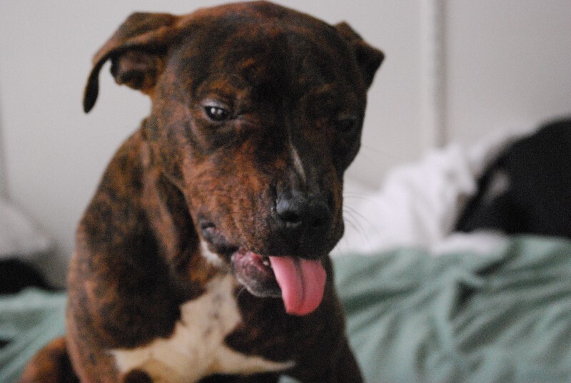 View Python the Dog Photo #3