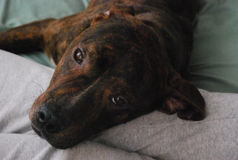 View Python the Dog Photo #8