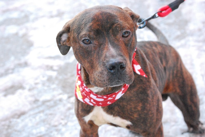 View Python the Dog Photo #4