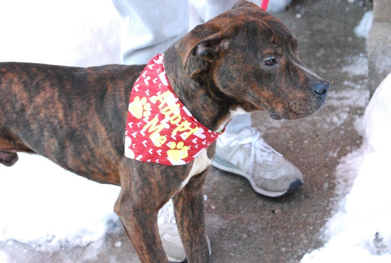 View Python the Dog Photo #6