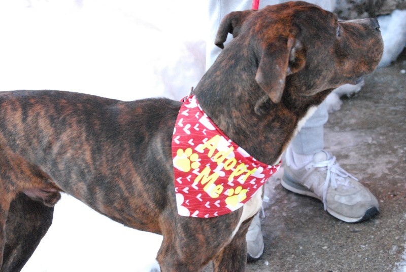 View Python the Dog Photo #10