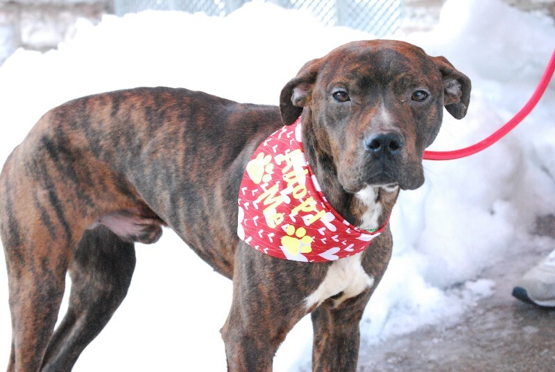 View Python the Dog Photo #5