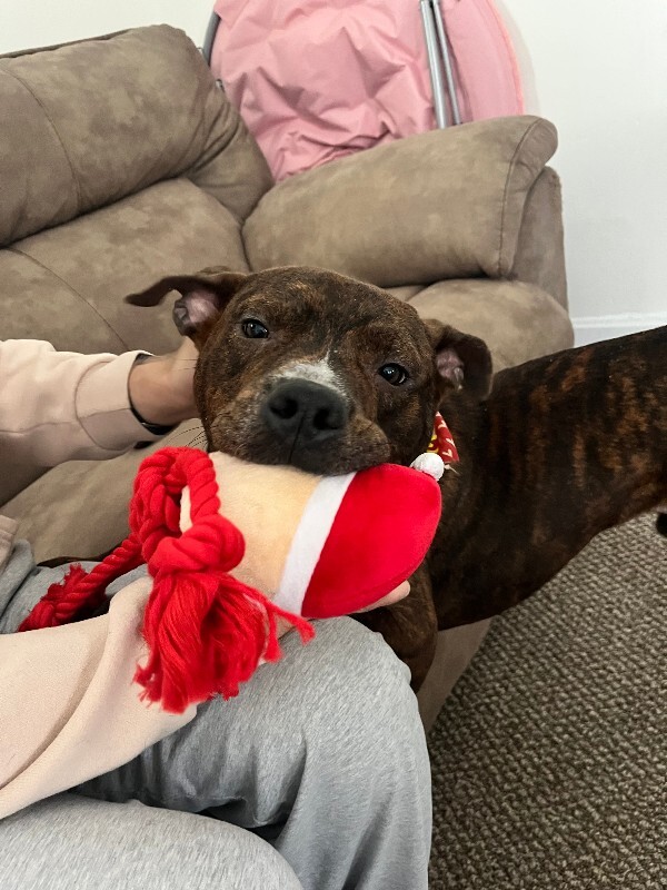 View Python the Dog Photo #6