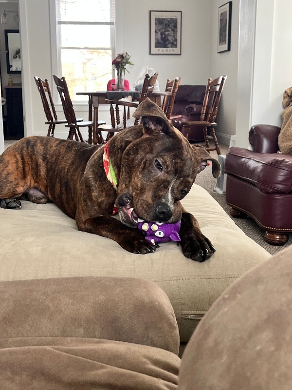 View Python the Dog Photo #3