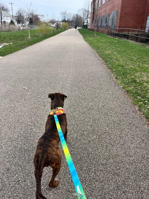 View Python the Dog Photo #11