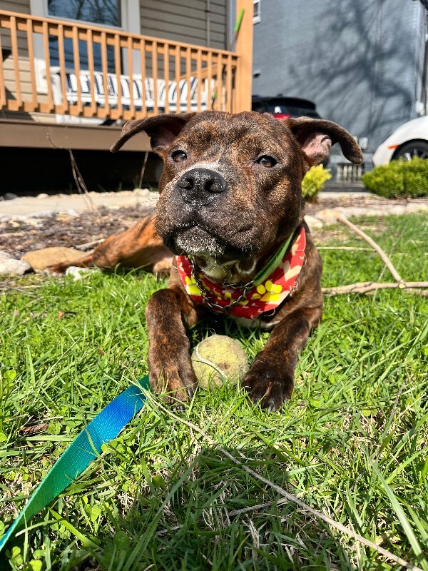 View Python the Dog Photo #4