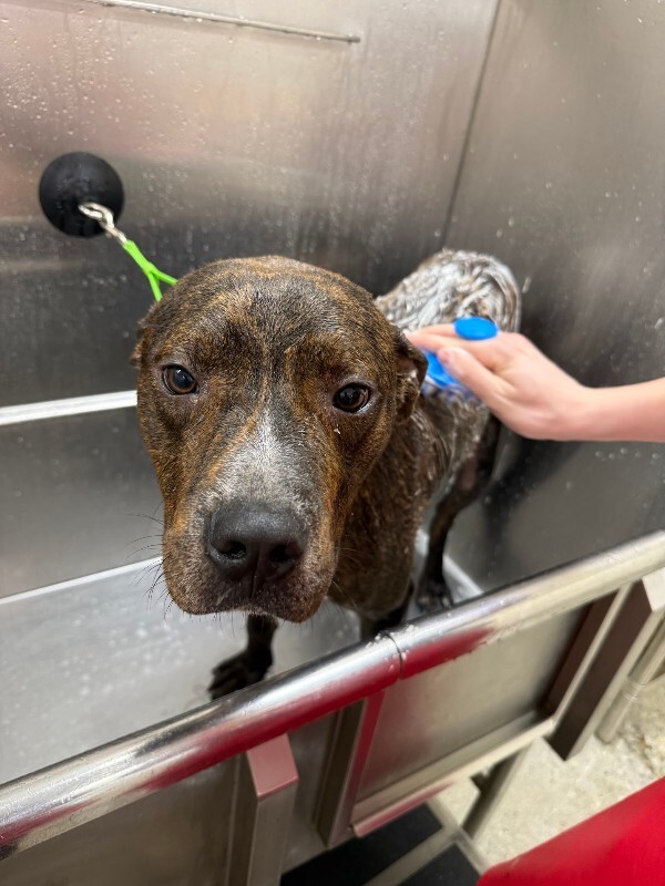 View Python the Dog Photo #9