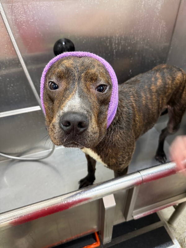 View Python the Dog Photo #8