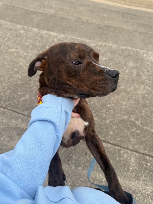 View Python the Dog Photo #2